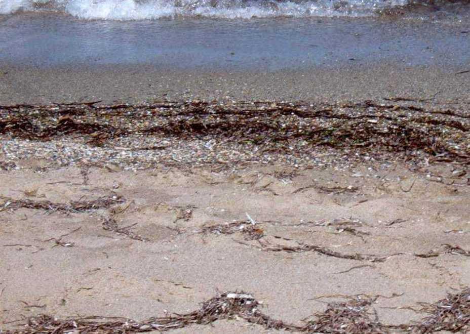 Dall’invadente alga posidonia si faranno cassette per il pesce