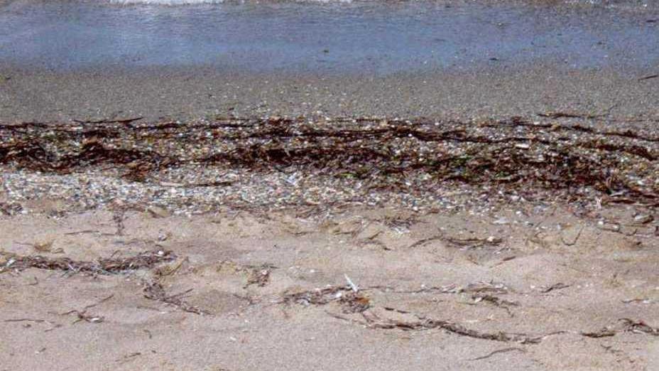 Dall’invadente alga posidonia si faranno cassette per il pesce