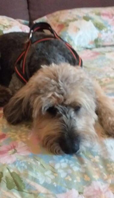 «Cane ucciso, inaccettabile la richiesta di archiviazione» 