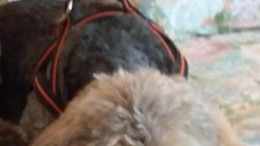 «Cane ucciso, inaccettabile la richiesta di archiviazione»