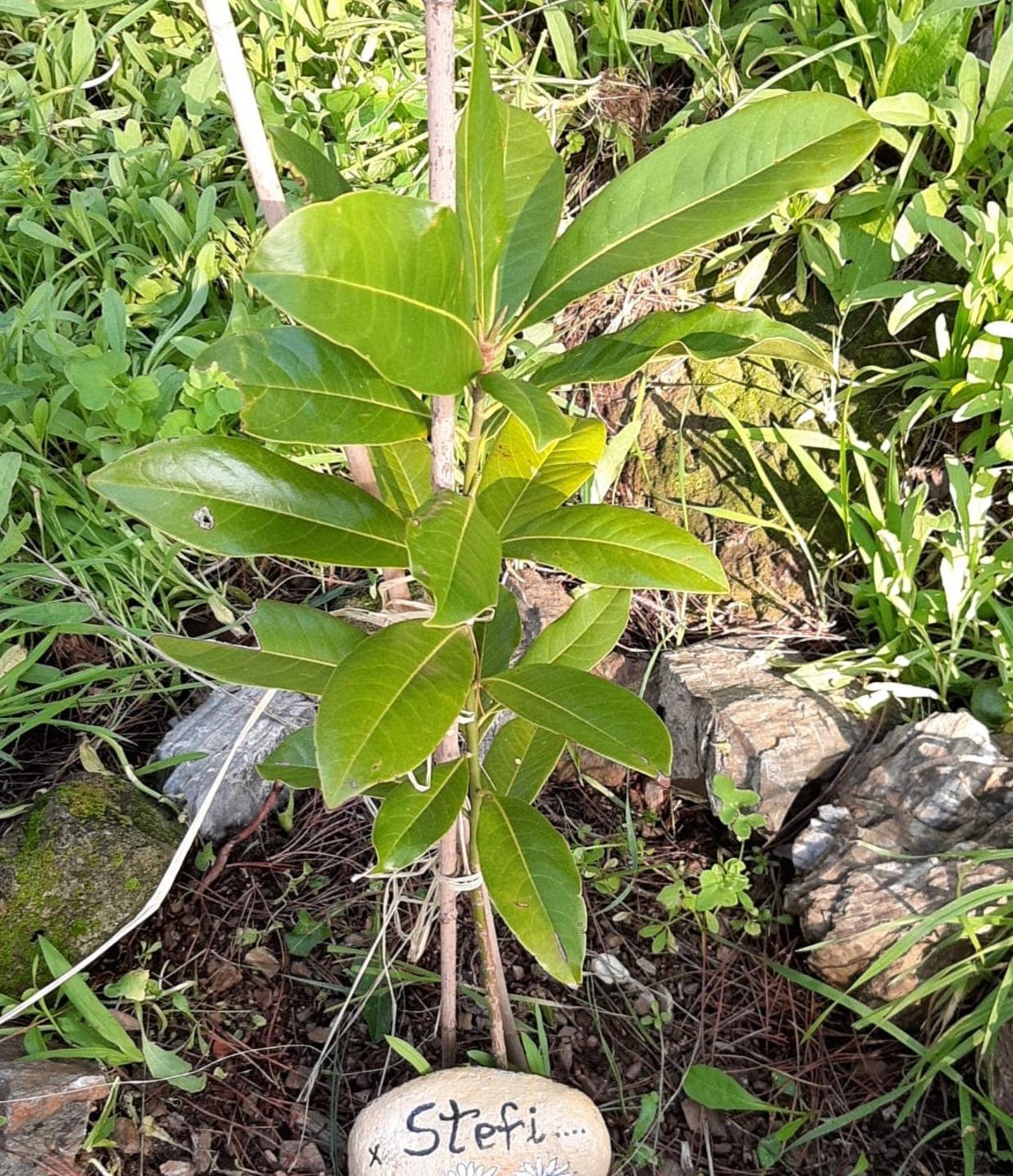 Un alberello di magnolia per non dimenticare Stefi 