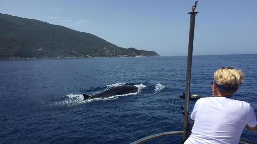 Il Parco archivia un anno da record e ora progetta il museo dei cetacei