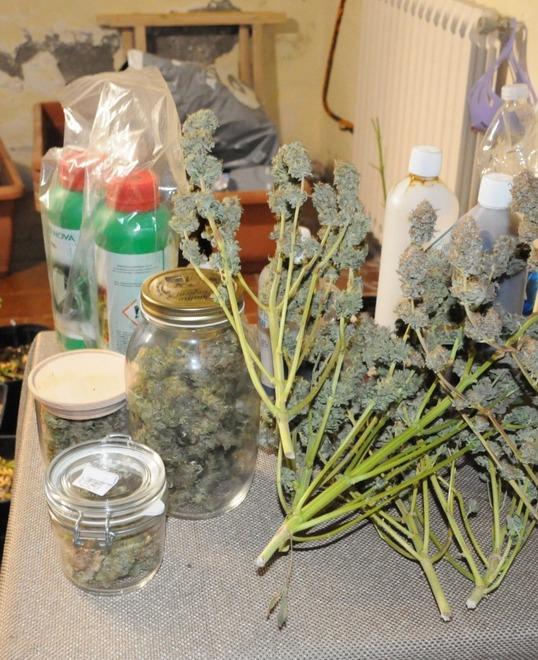 Gli agenti vanno a caccia dell’estremista e trovano una produzione di marijuana 
