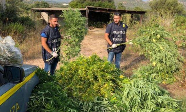 Coltivavano marijuana nei guai cinque allevatori 