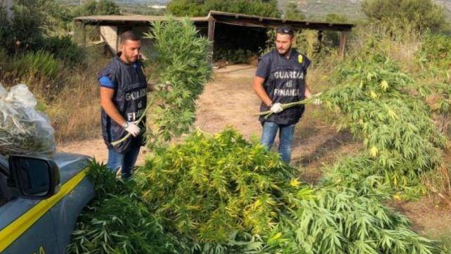 Coltivavano marijuana nei guai cinque allevatori 