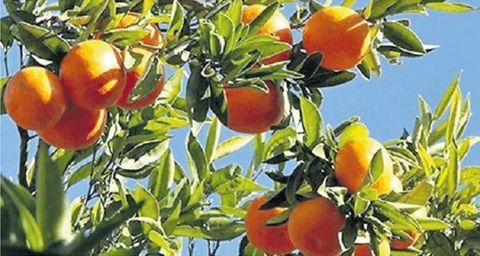 Clima sempre più pazzo, in Sardegna le clementine fanno flop 