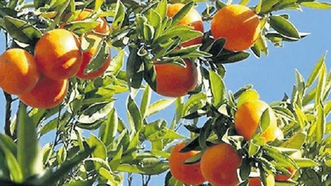 Clima sempre più pazzo, in Sardegna le clementine fanno flop 
