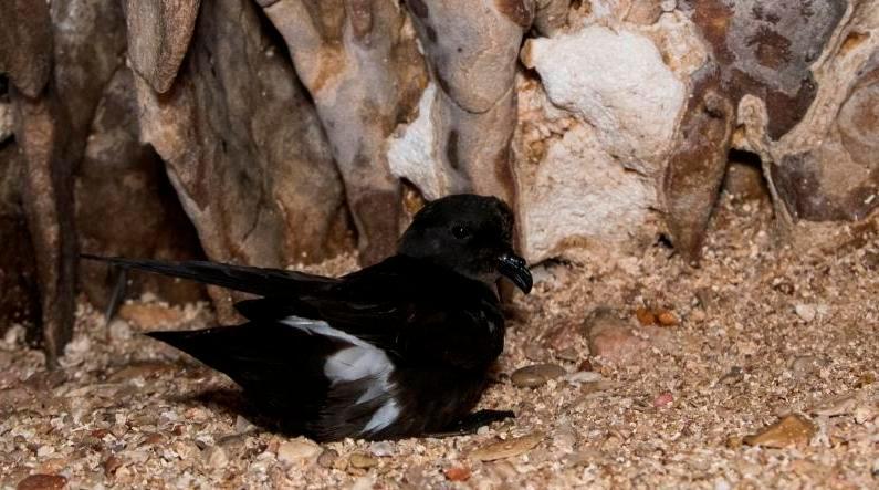 Alghero, un gps per l’uccello delle tempeste 