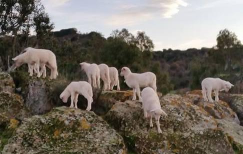 L’Agnello di Sardegna Igp nell'atlante Treccani 