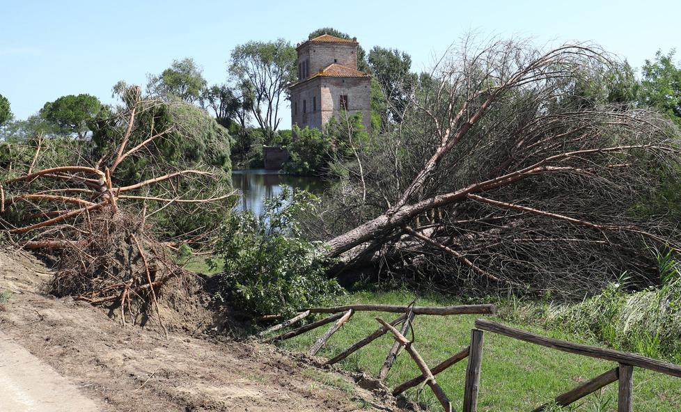 Sferzati dal vento e dalla pioggia Alberi pericolanti sotto indagine 