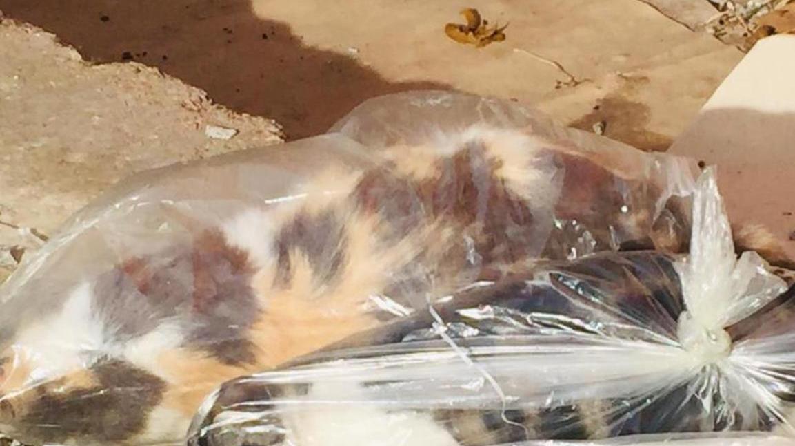 Tortolì, animalisti contro il Comune dopo la strage di gatti