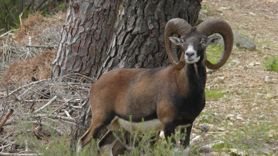 Sulle tracce degli animali del Parco