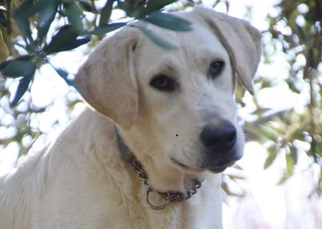 Red, il cane disperso all'Abetone