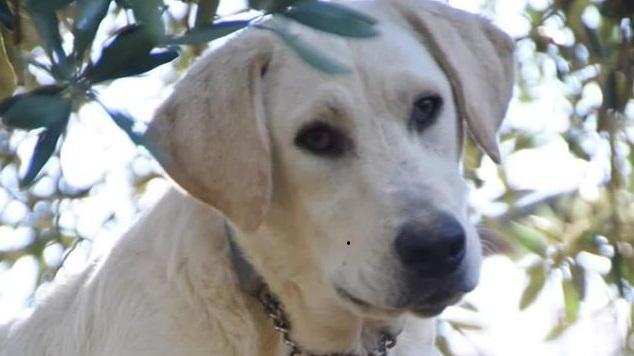 Red, il cane disperso all'Abetone