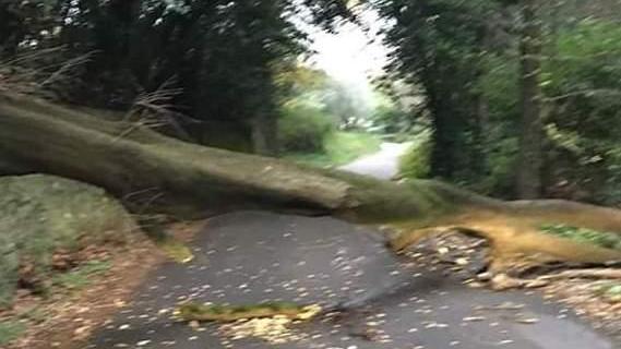 Albero vittima del maltempo si abbatte su via Carrara