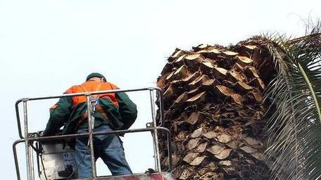 Addio alle palme sulla passeggiata a mare Oggi 10 abbattimenti, arrivano le tamerici