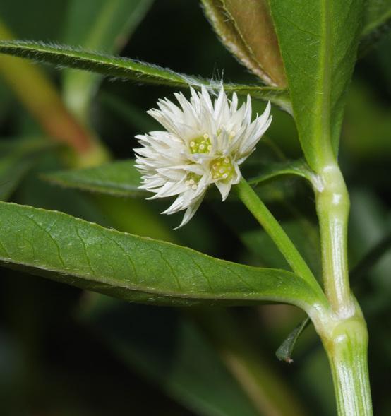 La cosiddetta erba-alligatore (Alternanthera philoxeroides)