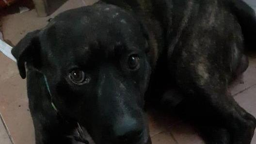 Si lasciano e abbandonano Tigro nella casa disdetta