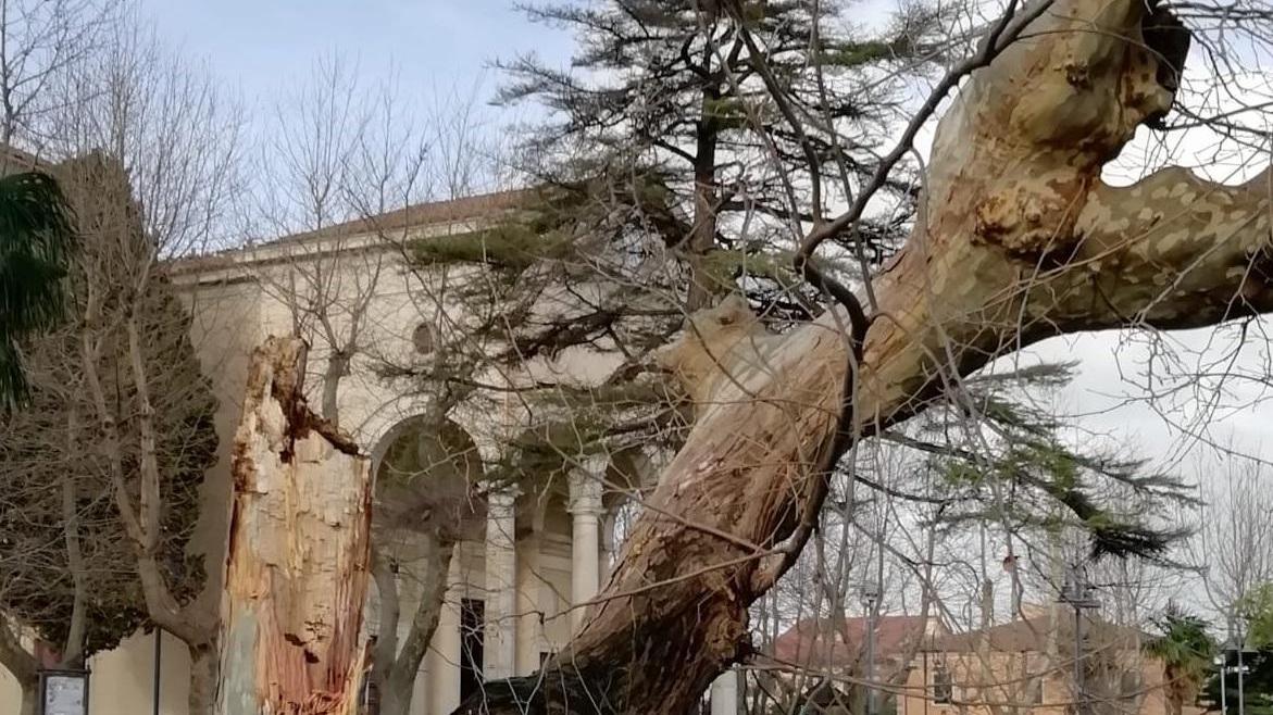 Maltempo a Rosignano, caduti 13 alberi: uno travolge un condominio