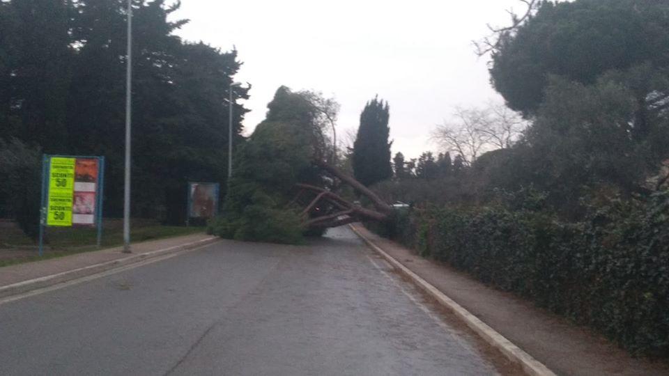L'albero caduto in via della Pace
