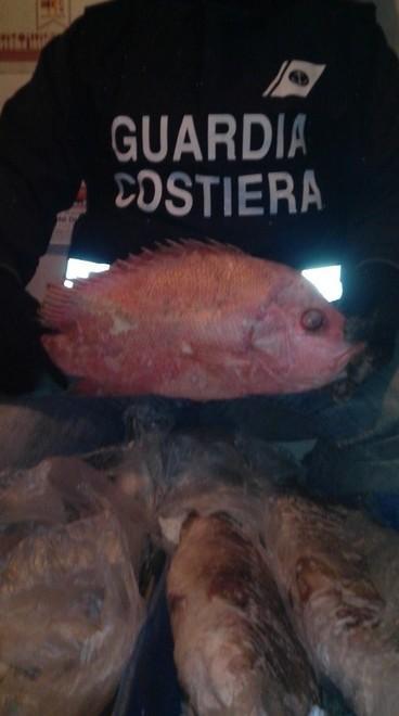 La capitaneria sequestra due tonnellate di pesce 