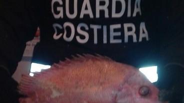 La capitaneria sequestra due tonnellate di pesce