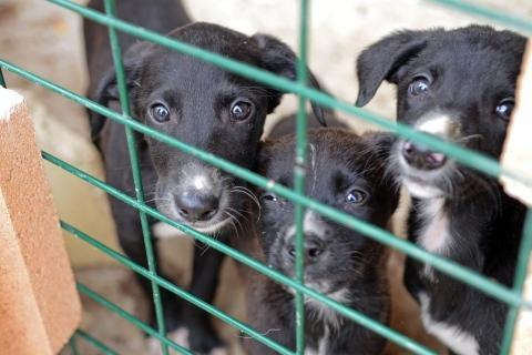 Cuccioli di Natale: Lav contro i trafficanti. Tanti cani anche a Modena