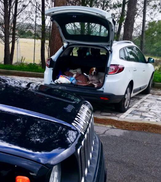 Siddi, terrorizzata dai colpi di fucile cagnolina scappa e si rifugia nel cofano di un'auto