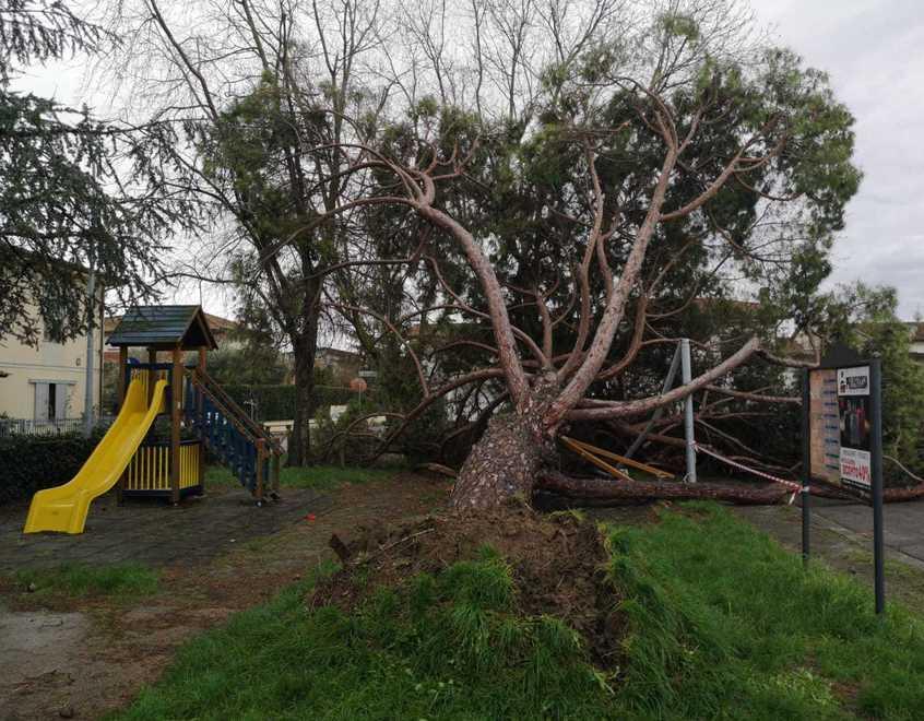 Il grosso pino crollato sull’altalena nel parco di piazza Fratelli Cervi a San Pierino
