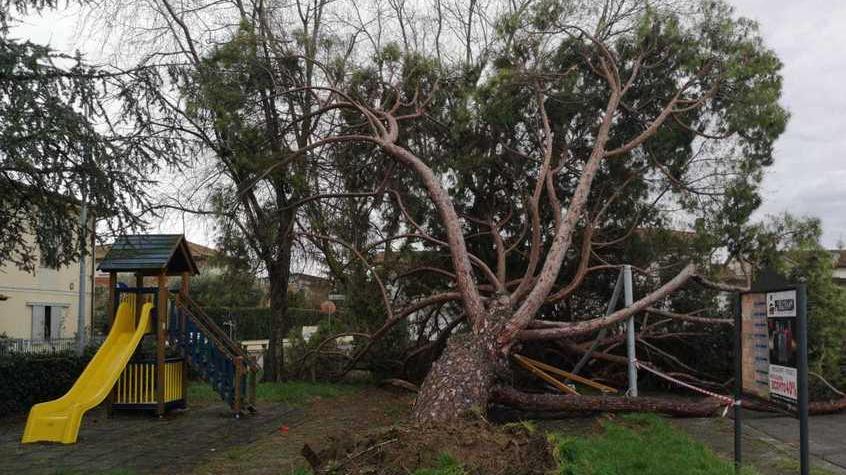 Il grosso pino crollato sull’altalena nel parco di piazza Fratelli Cervi a San Pierino