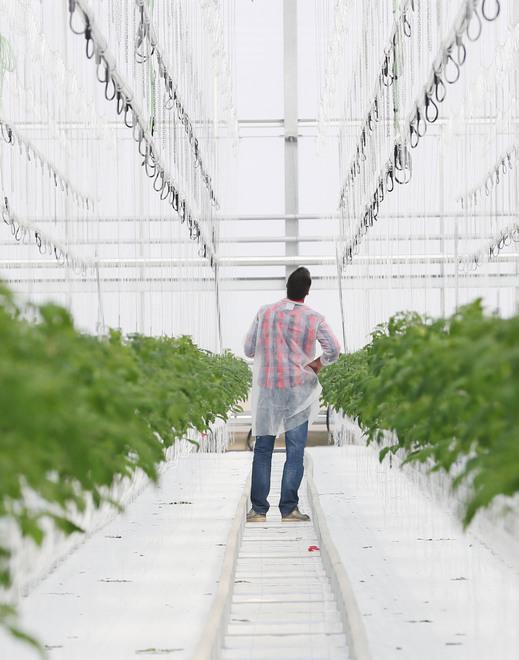 I pomodori delle serre assicurano lavoro Pronte 20 assunzioni 