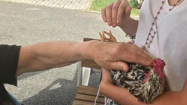 Il galletto Stefano aiutava chi ha l’Alzheimer: «Qualcuno l’ha ucciso tirandogli il collo»