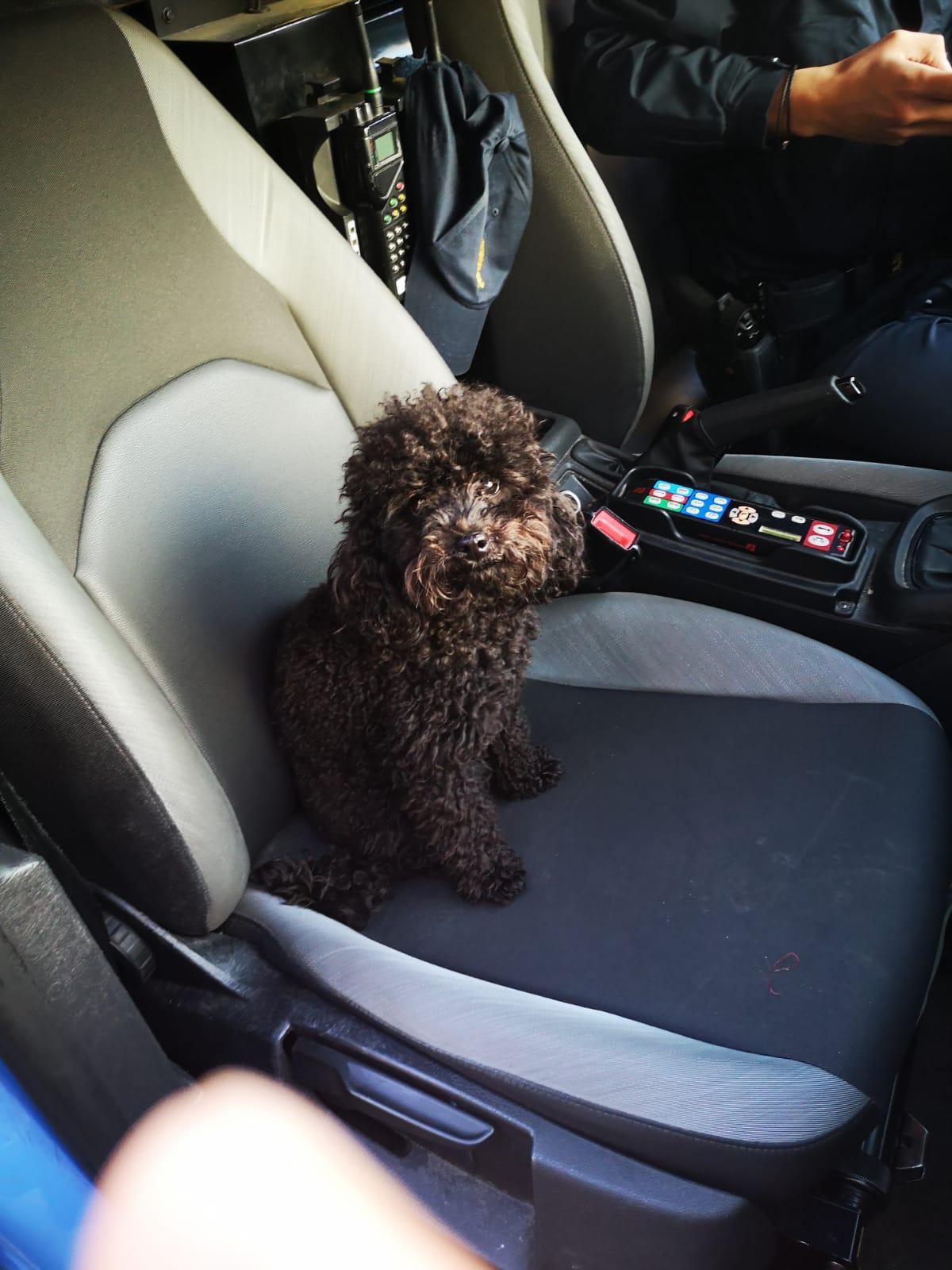 Luna nella volante della polizia