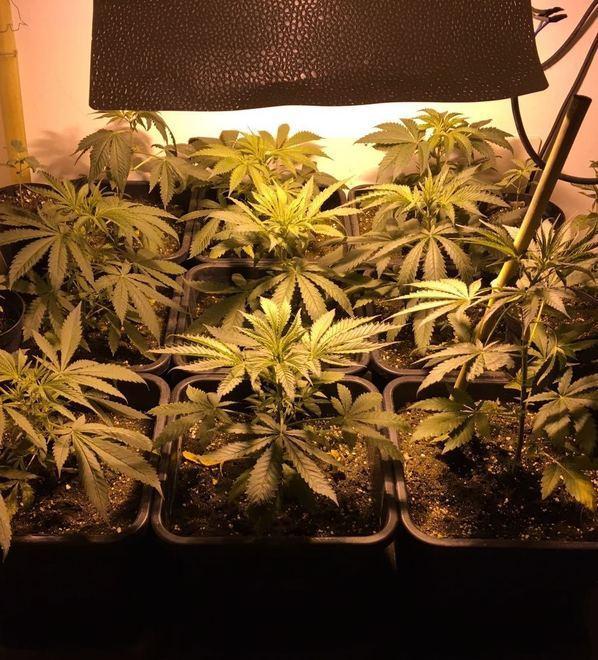 Coltivava cannabis in un appartamento del centro storico: 42enne in carcere 
