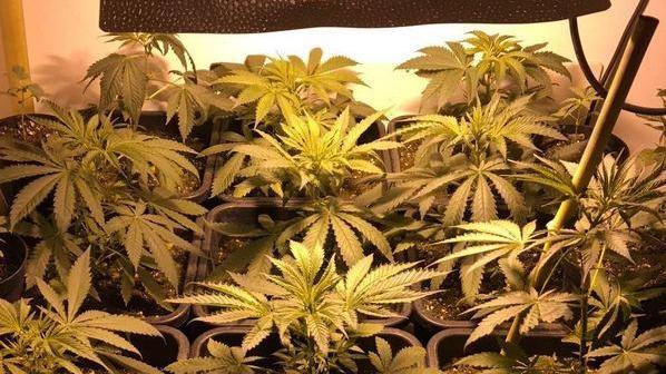 Coltivava cannabis in un appartamento del centro storico: 42enne in carcere