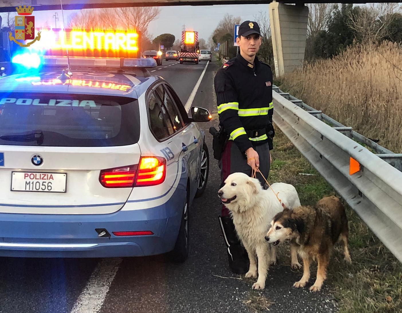 Pisa, cani vagano in Fi-Pi-Li:  salvati dagli agenti della polstrada