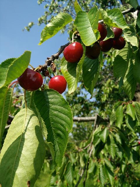 Vignola. Qui la passione ha il dolce sapore della Moretta 
