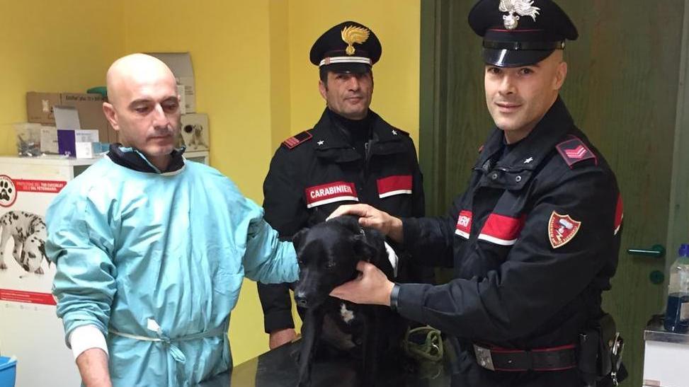Il meticcio affidato dai carabinieri alle cure del veterinario