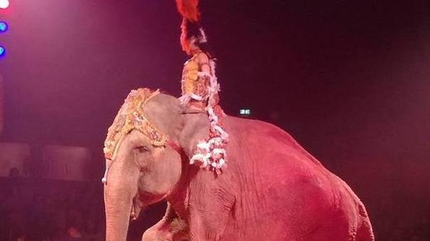 Presidio animalista davanti al circo in piazzale Don Baroni