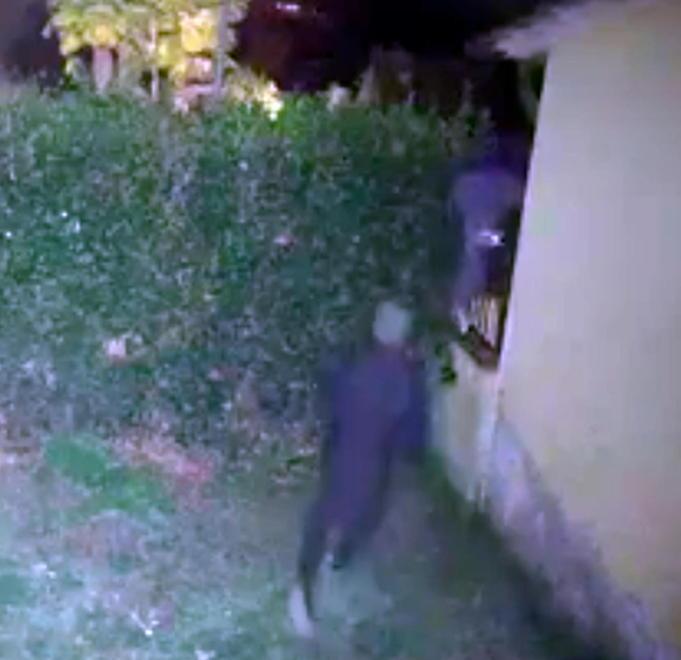 Ladri-acrobati salgono sui tetti per entrare in un palazzo 