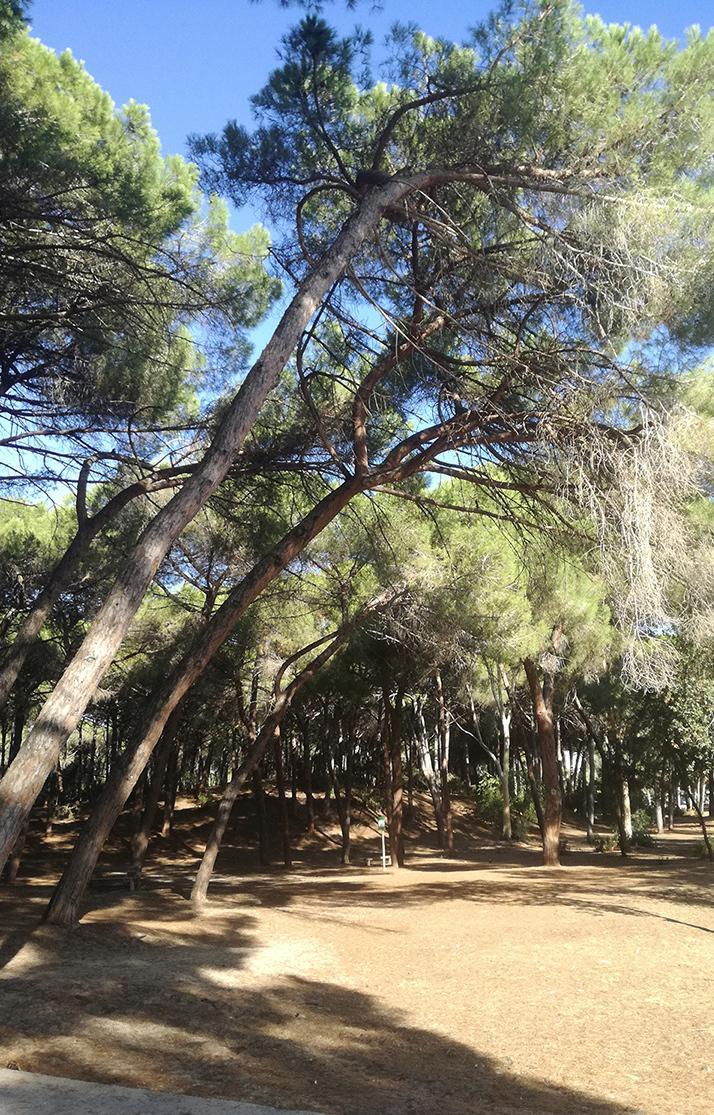 «Niente campo da golf a Maria Pia: è meglio il verde dei nostri alberi»