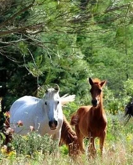 Laconi, in vendita sette esemplari di cavalli del Sarcidano