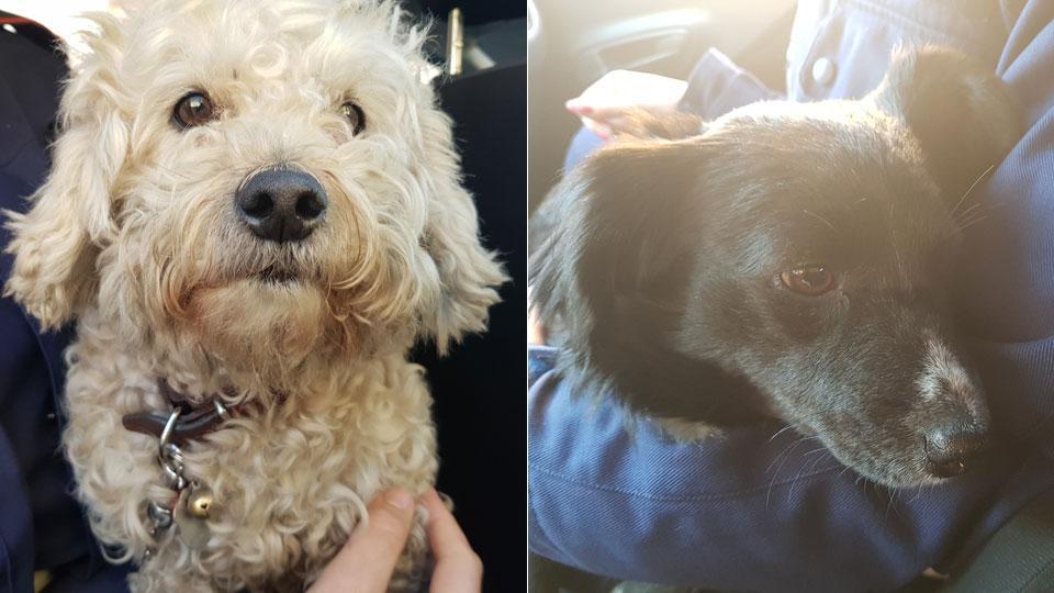 Sfrutta due cani per chiedere l'elemosina: mendicante nei guai 