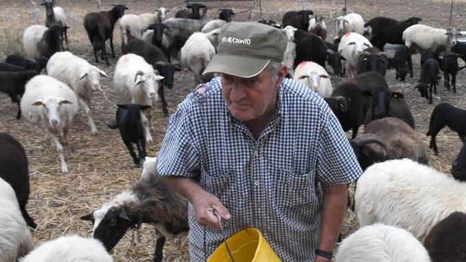 Un’altra predazione alla Mota I pastori chiamano la ministra