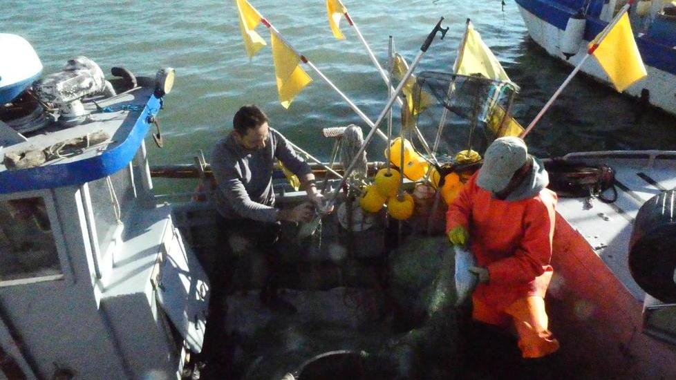 Nella rete finisce un pescato da record
