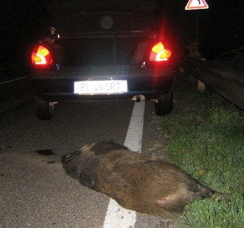 Cinghiale contro ambulanza Illesi gli occupanti del mezzo