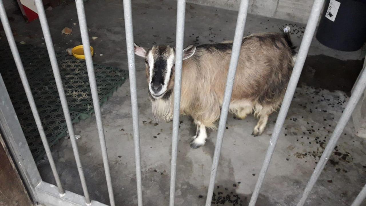 San Felice, capretta sperduta salvata dai vigili del fuoco