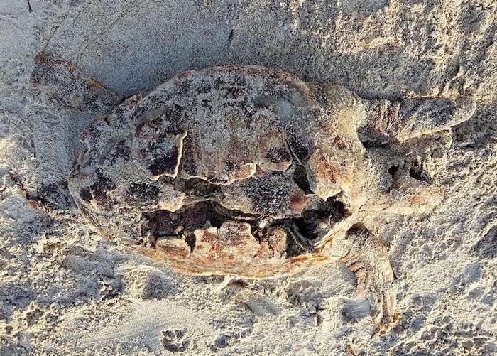 Carcassa di tartaruga "caretta caretta" spiaggiata ad Alghero