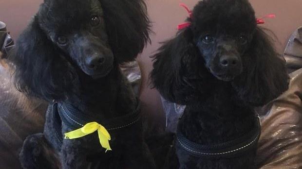 Aggredita da due molossi mentre passeggia in paese con i suoi cani