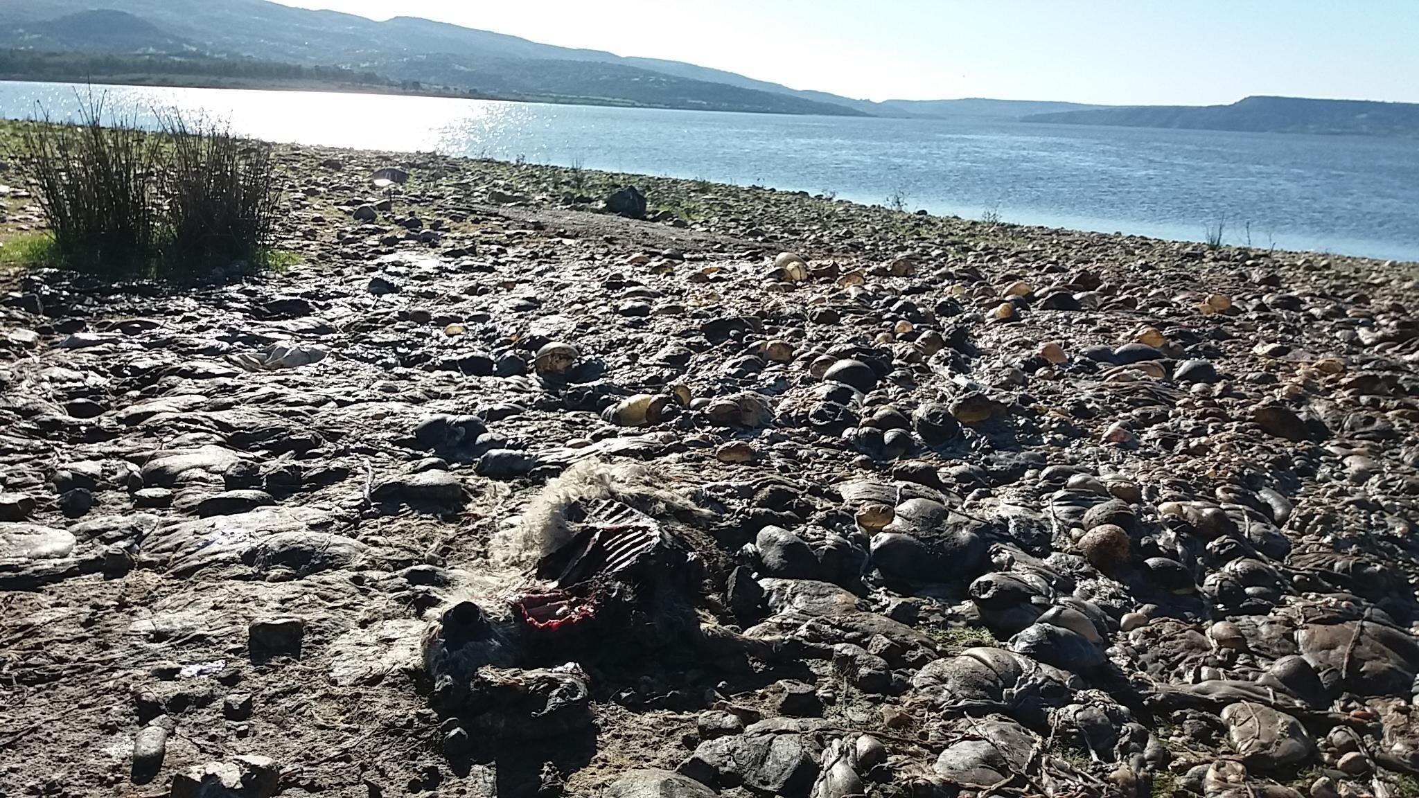 I resti di animali sulle rive del lago Omodeo